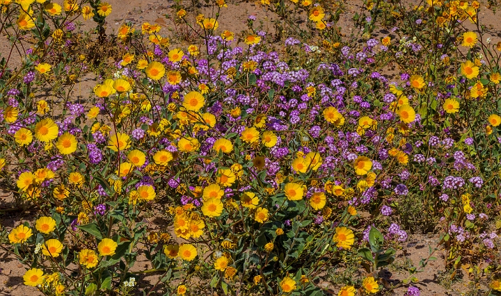 Geraea canescens-Abronia villosa 16-6197-200a.jpg